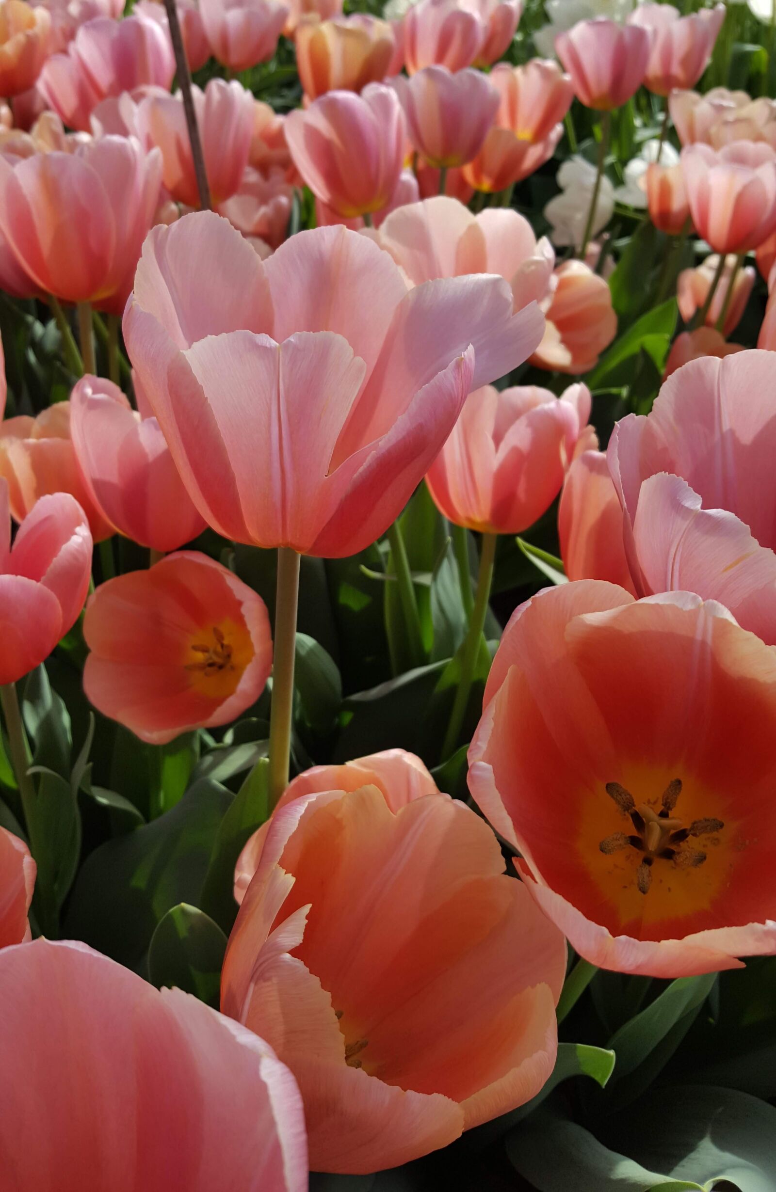 Samsung Galaxy S6 sample photo. Holland, tulips, spring photography