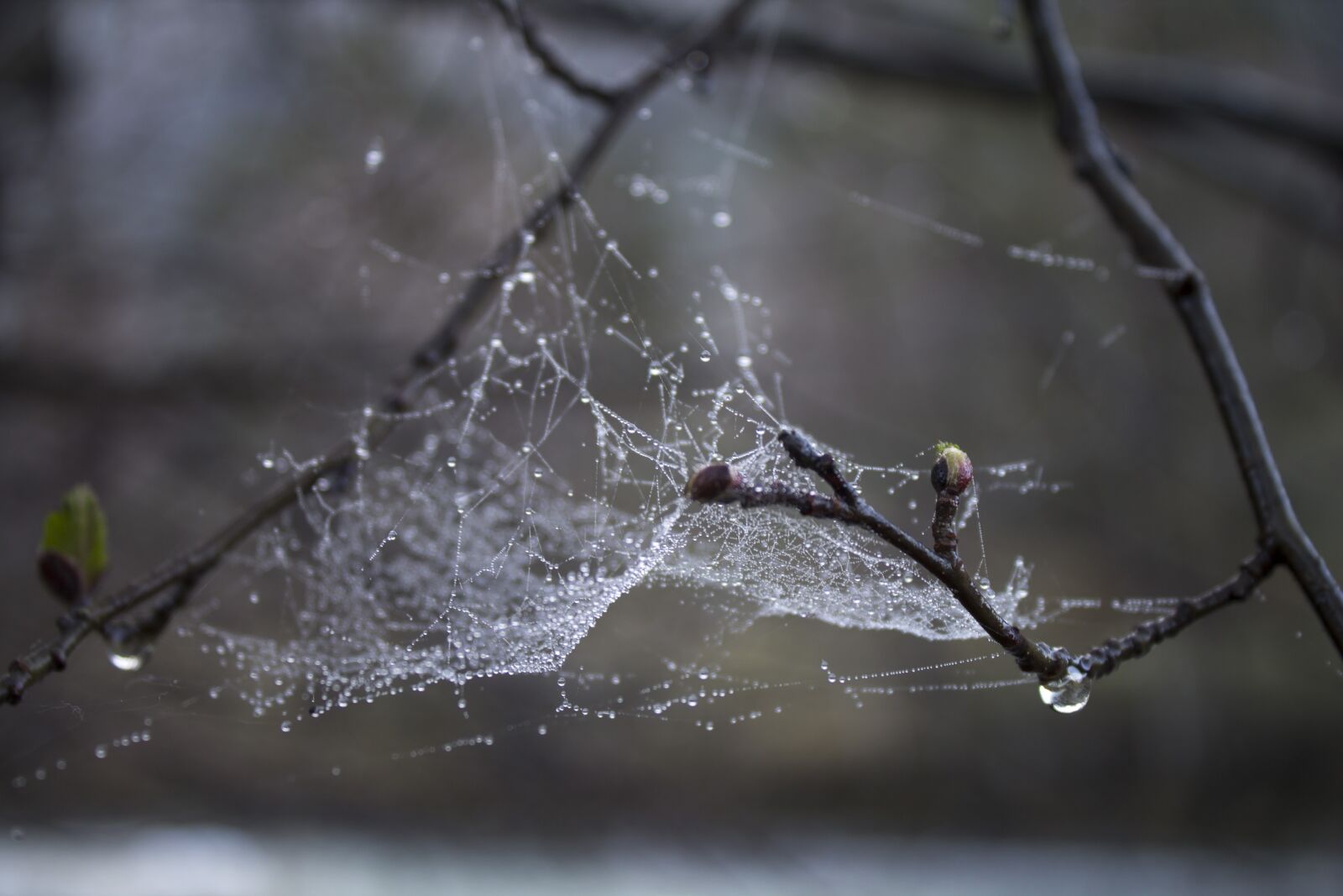 Canon EOS 1100D (EOS Rebel T3 / EOS Kiss X50) sample photo. Spider web, drops, macro photography