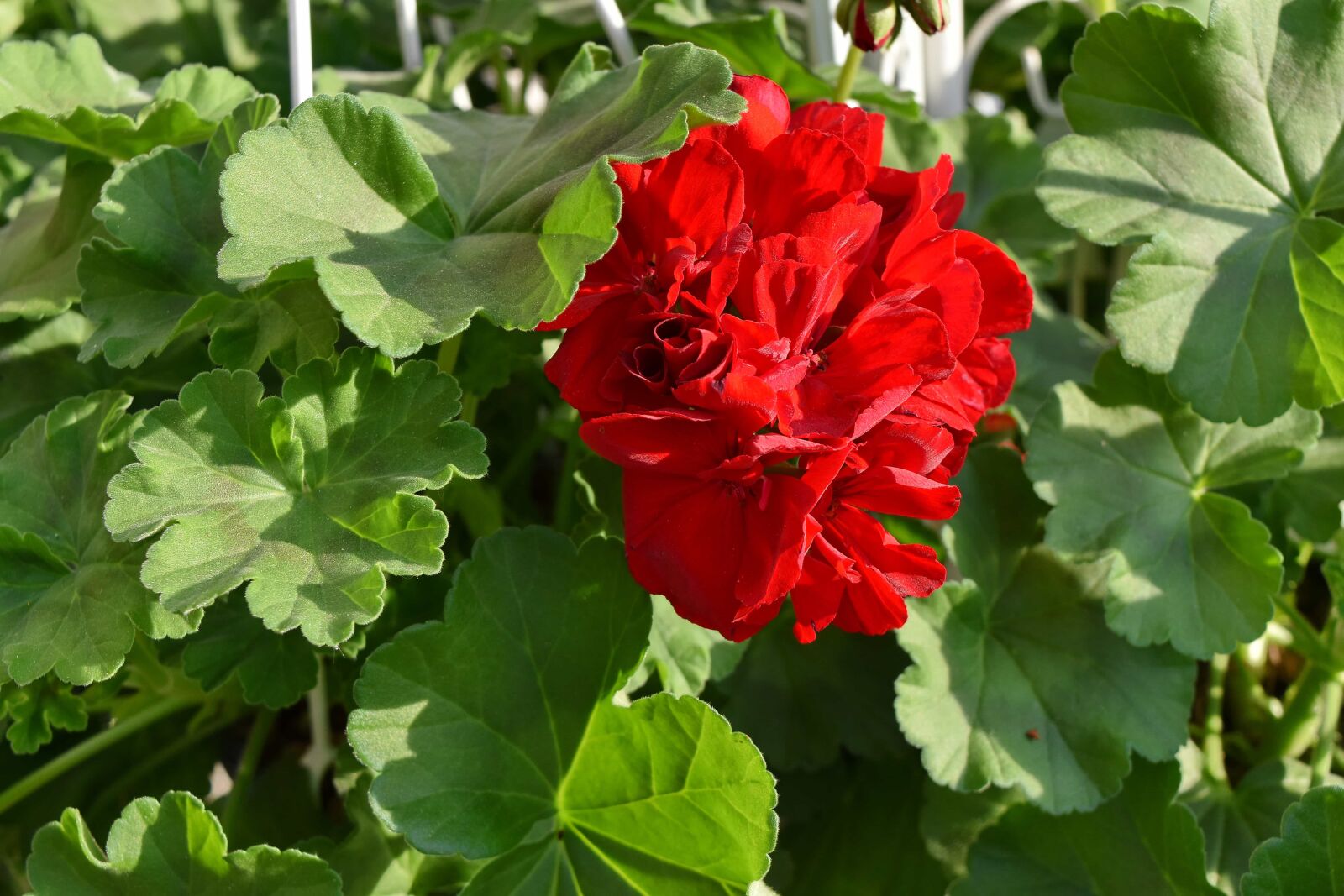 Nikon D5500 sample photo. Geranium, flower, plant, nature photography