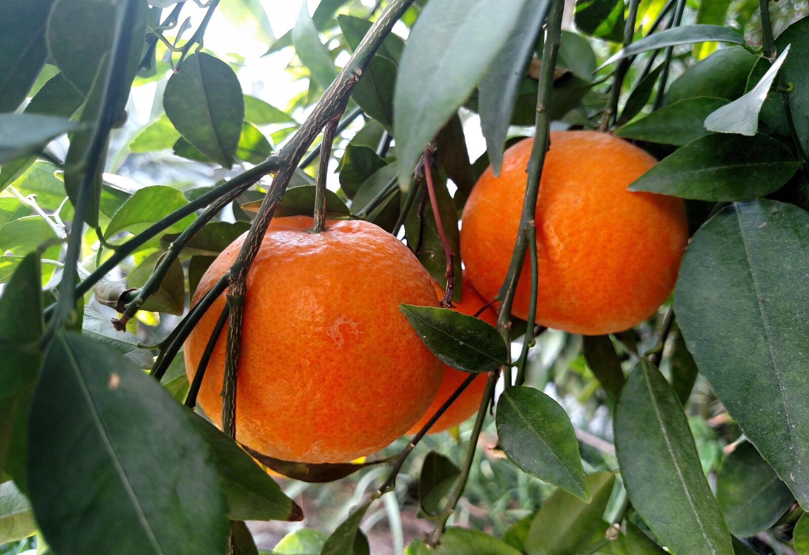 Motorola Droid Turbo sample photo. Oranges, fruit, food photography