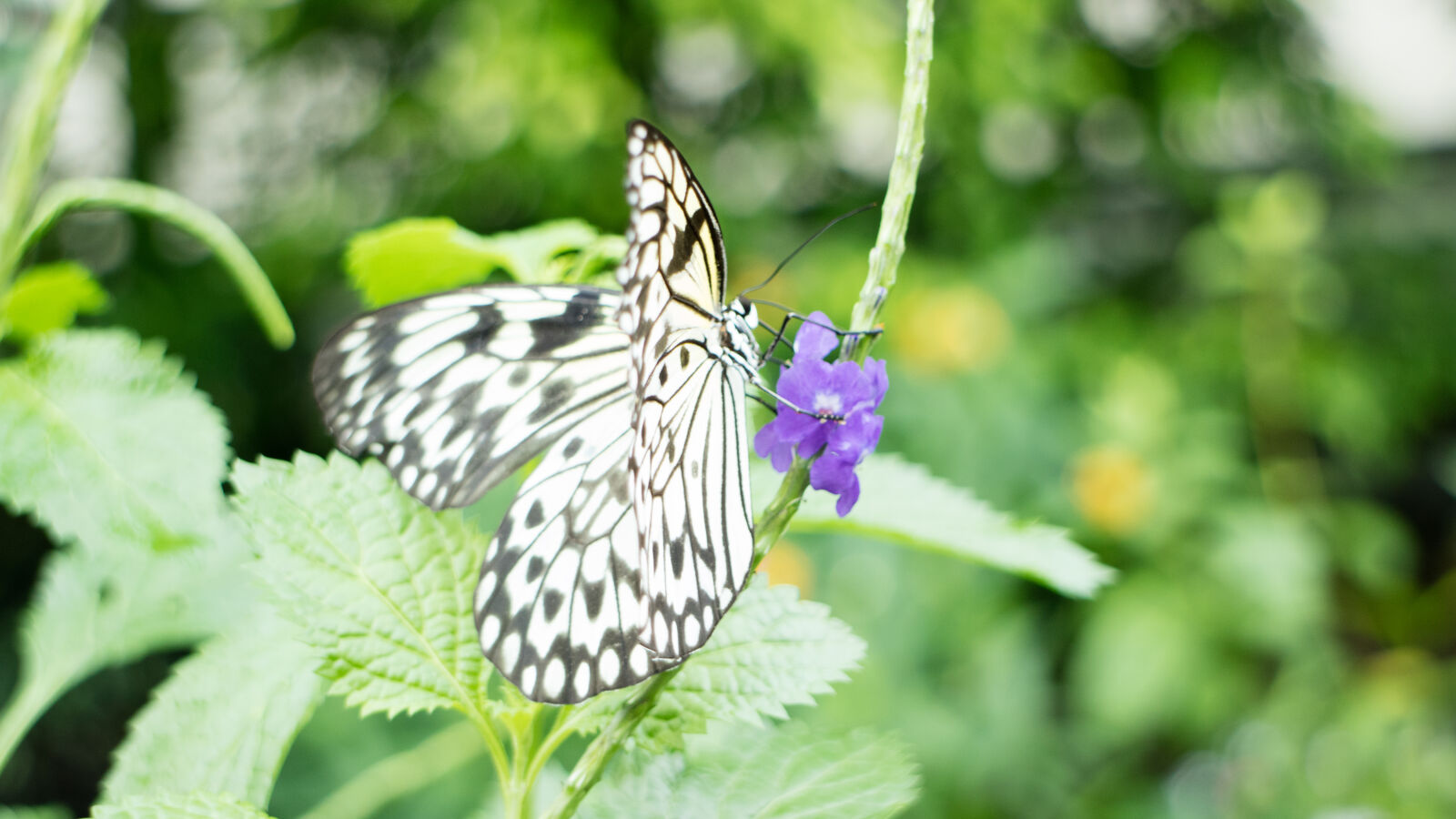 Canon EOS M3 sample photo. Blur, butterfly, flowers, macro photography