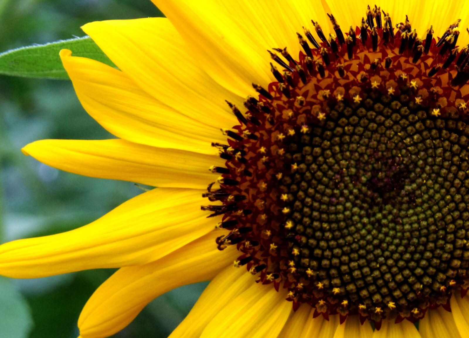 Pentax Q10 sample photo. Flower photography
