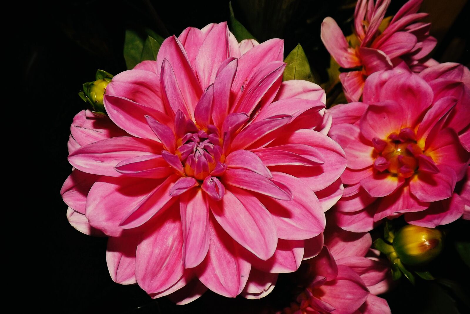 Fujifilm FinePix S4300 sample photo. Dahlias, red, blossom photography