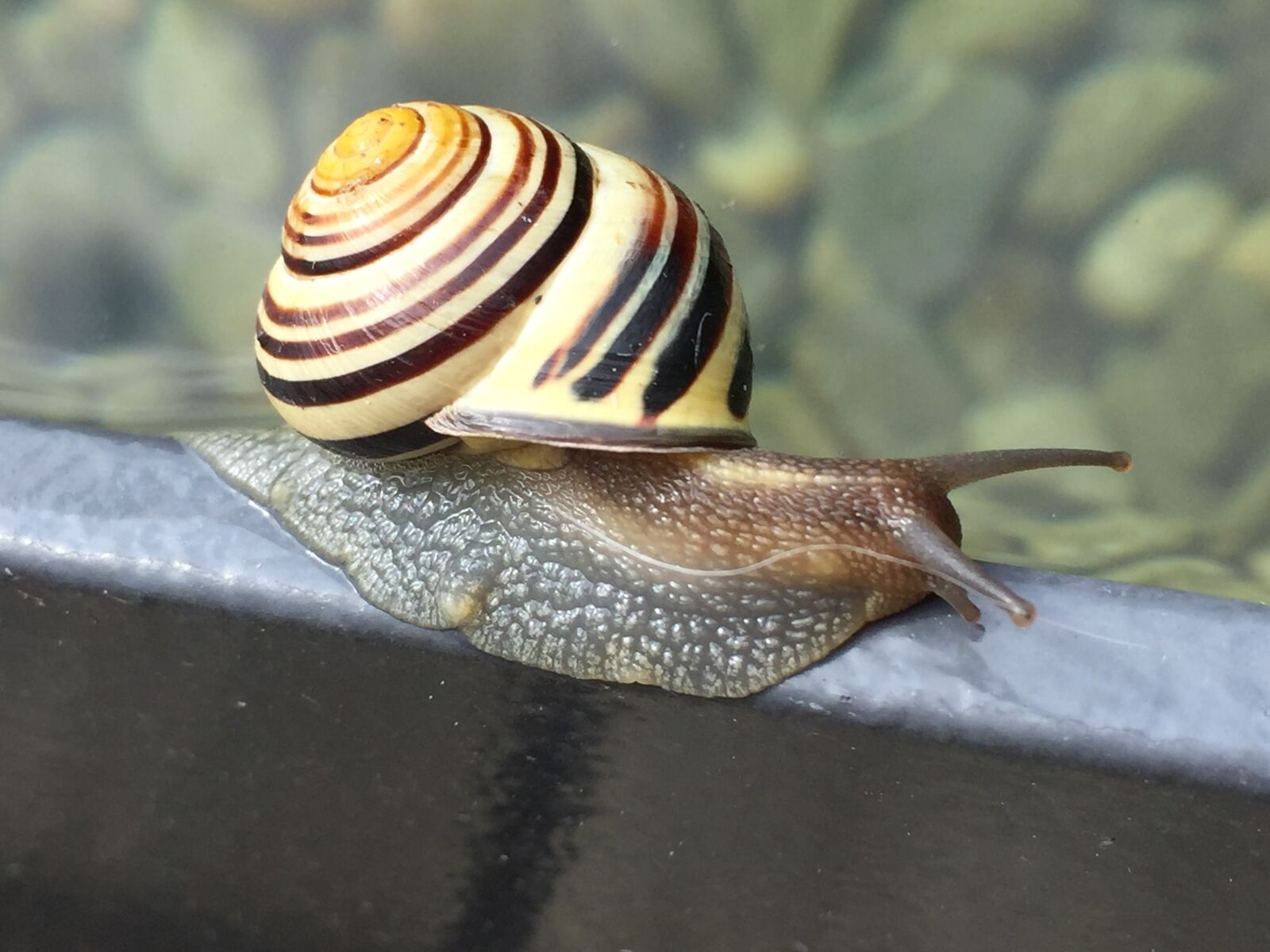 Apple iPhone 6 sample photo. Snail, animal, shell photography