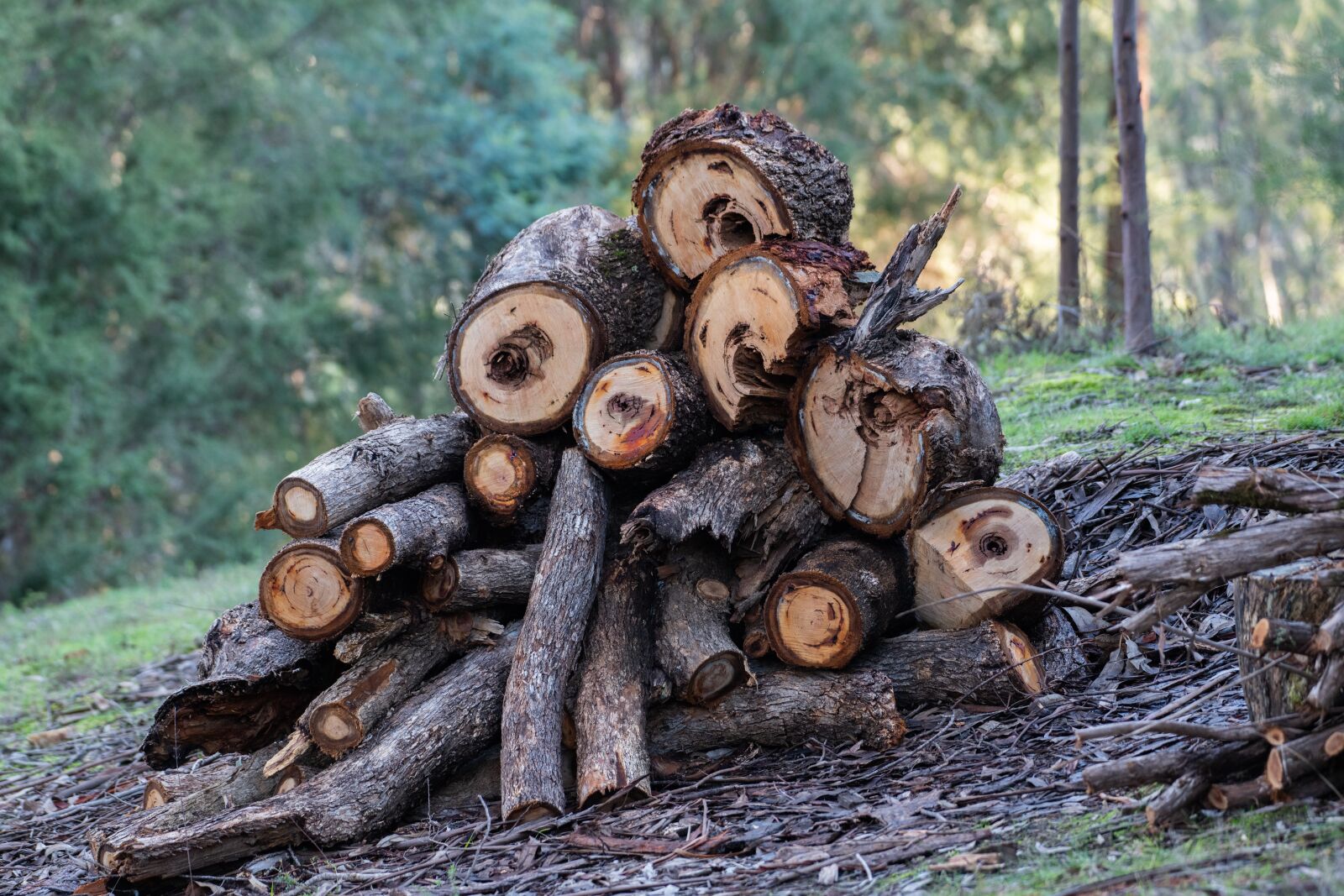 Nikon D850 sample photo. Wood, wood pile, logs photography