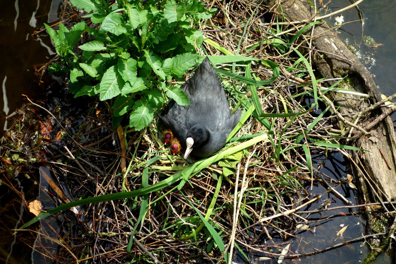 Sony Cyber-shot DSC-RX100 sample photo. Coot, ralle, water chicken photography