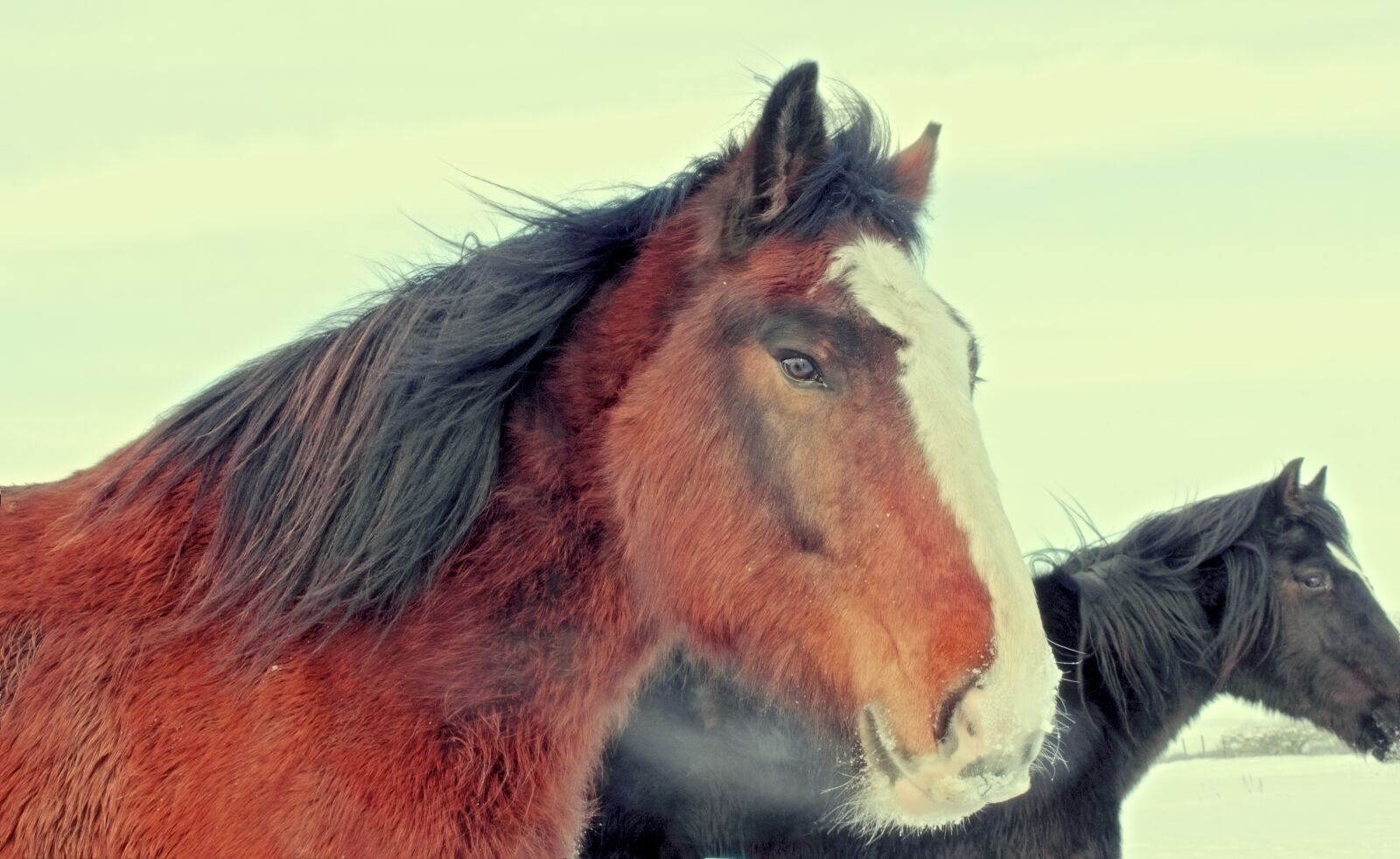 Canon EOS 550D (EOS Rebel T2i / EOS Kiss X4) sample photo. Breath, brown, cold, horse photography