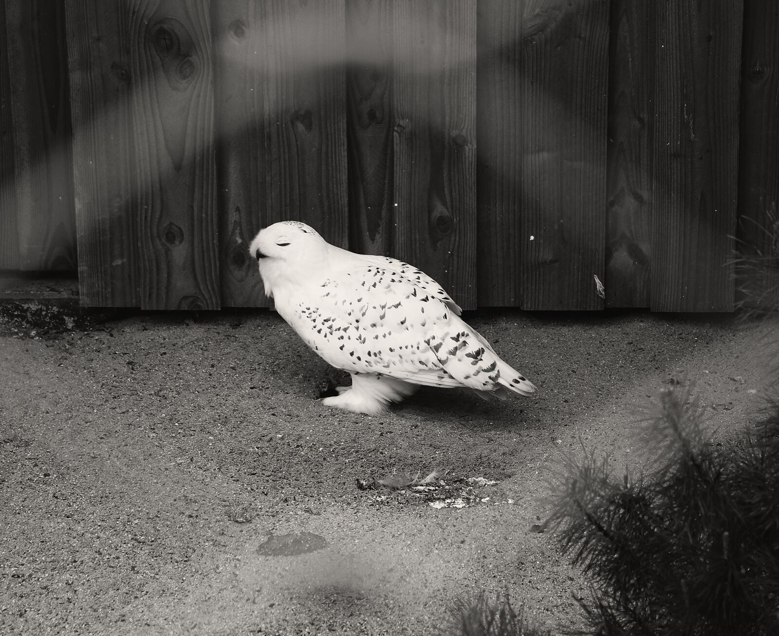 Canon EOS 70D + Canon EF-S 18-55mm F3.5-5.6 IS sample photo. Owl, sadness, monochrome photography