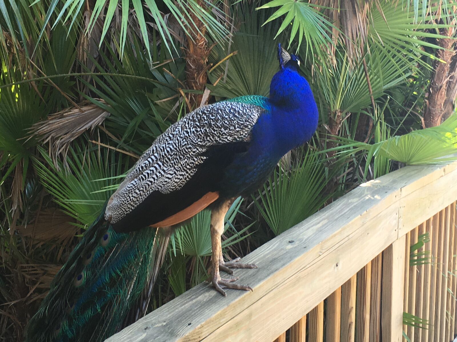 Apple iPhone 6s Plus sample photo. Peacock photography