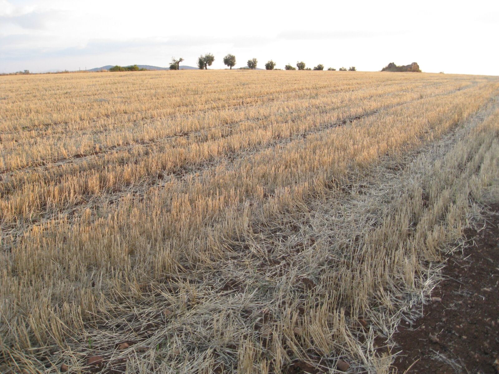 Canon DIGITAL IXUS 950 IS sample photo. Field, wheat, landscape photography