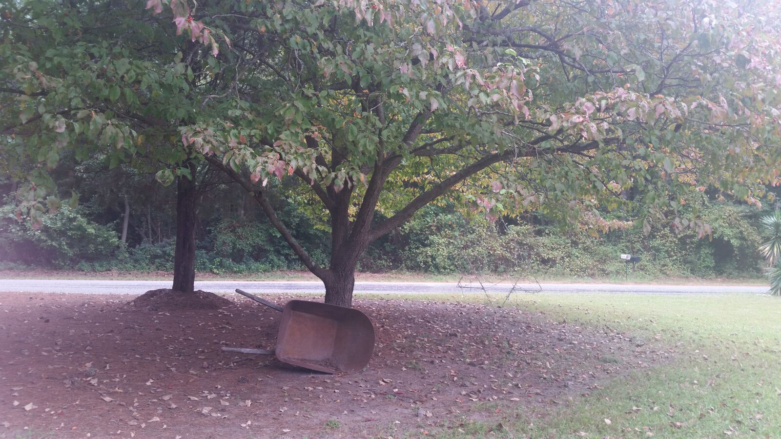 Samsung Galaxy S5 sample photo. Tree, wheelbarrow, garden photography