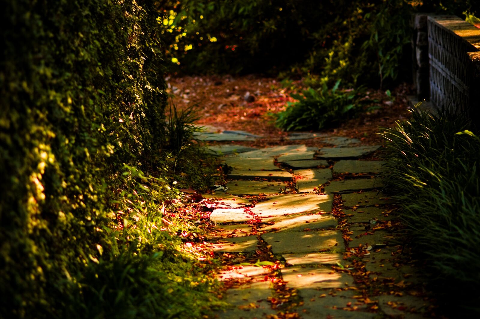 Nikon D70s sample photo. Trail, sunlight, green photography