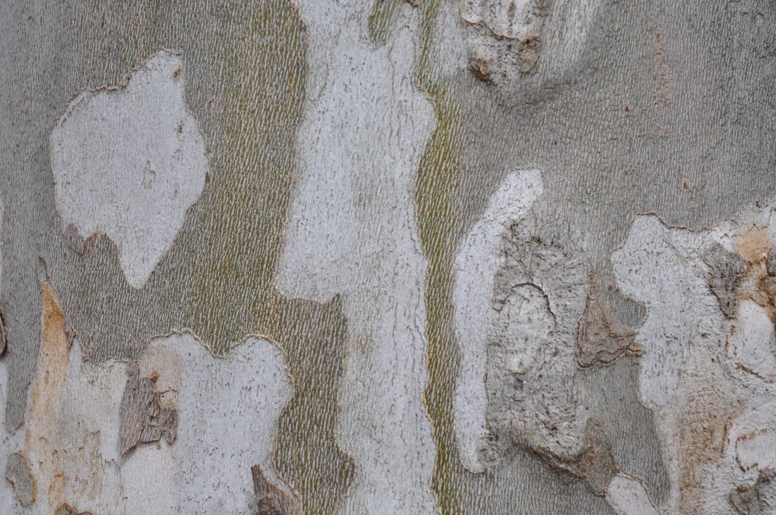 Nikon D90 sample photo. Bark, tree, background photography