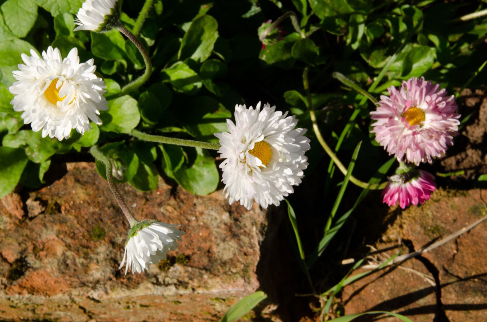 Nikon D7000 sample photo. Flowers, flower bed, garden photography