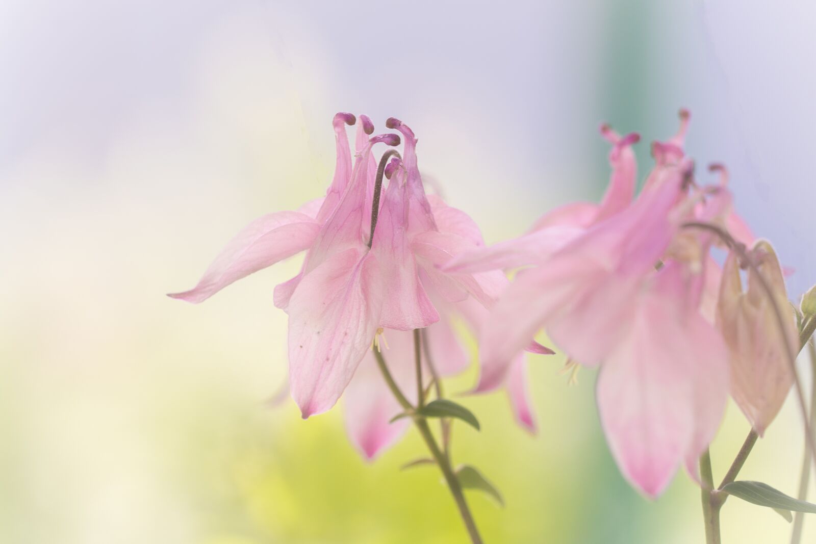 Nikon D7100 sample photo. Columbine, flower, pink photography