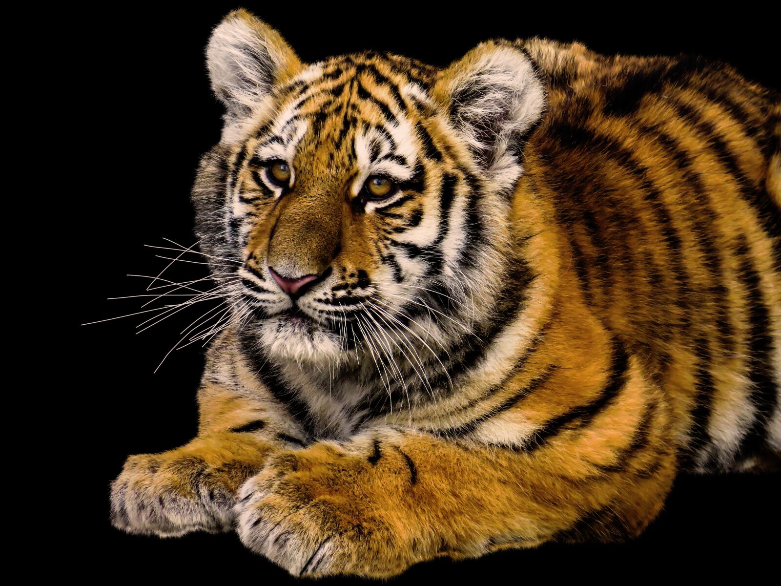 Canon PowerShot SX50 HS sample photo. Animals, tiger, predator photography
