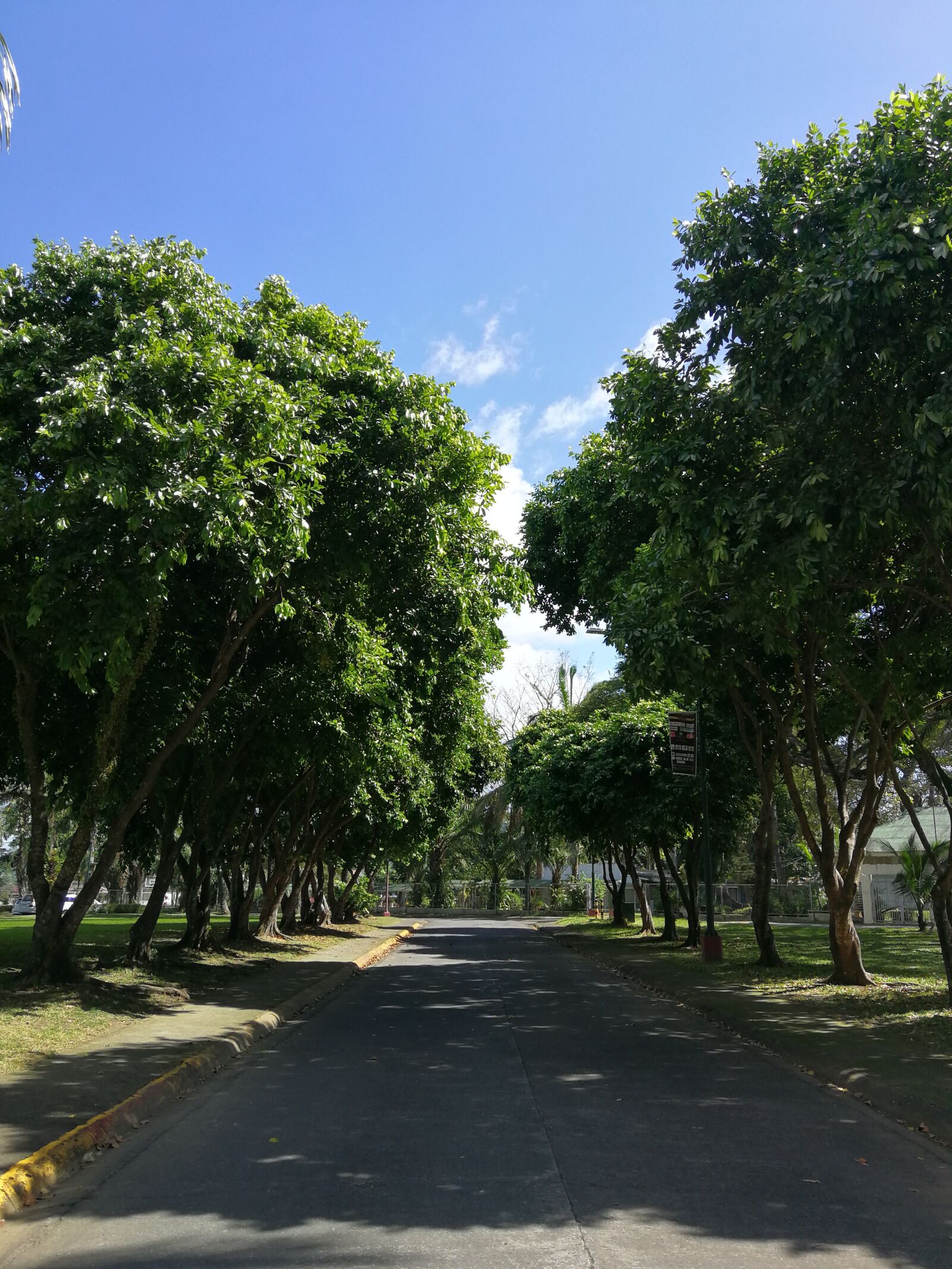 HUAWEI P10 sample photo. Trees, sky, street photography
