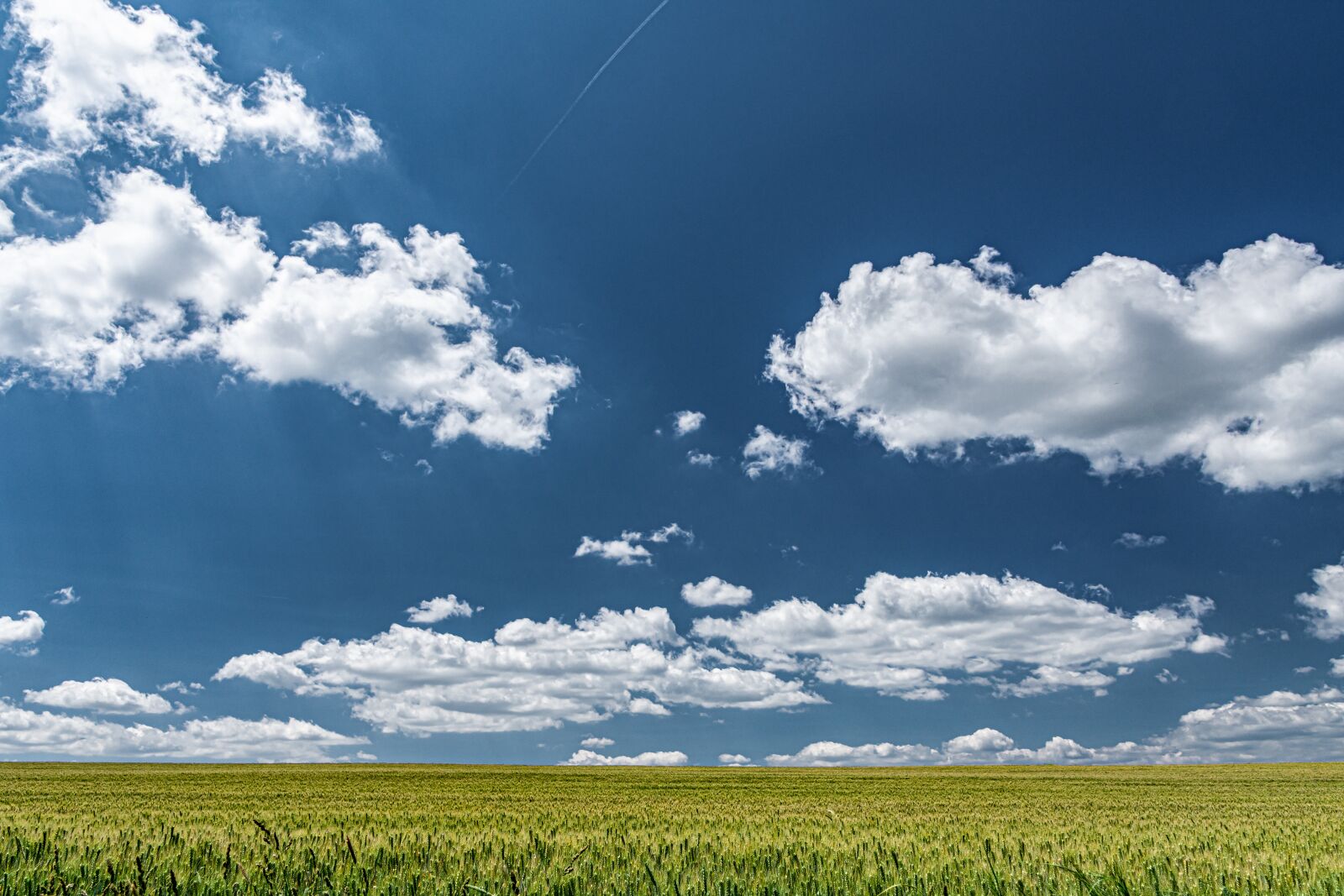 Nikon D7200 sample photo. Blue sky, fields, barley photography