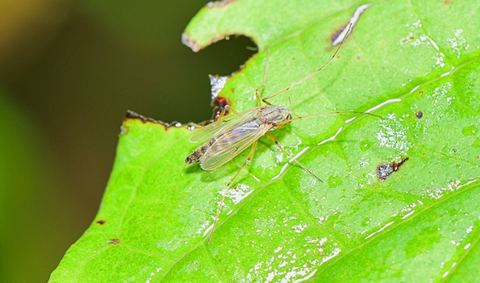 Nikon D5300 sample photo. Nature, insect, afternoon photography
