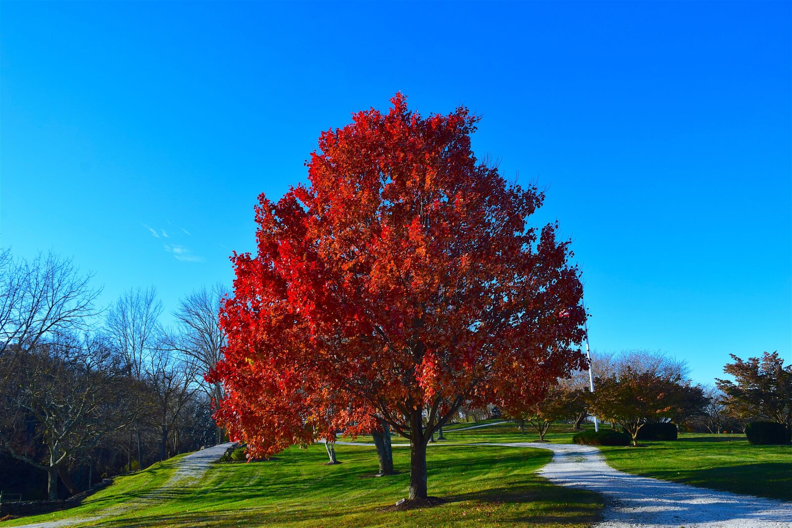 Nikon D3300 sample photo. Tree, foliage, red photography
