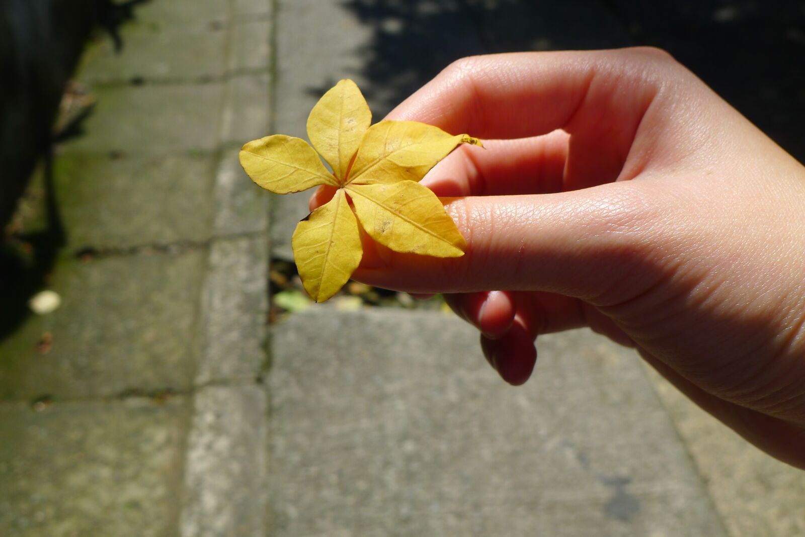 Panasonic Lumix DMC-LX5 sample photo. Tree leaf, hand, sunshine photography