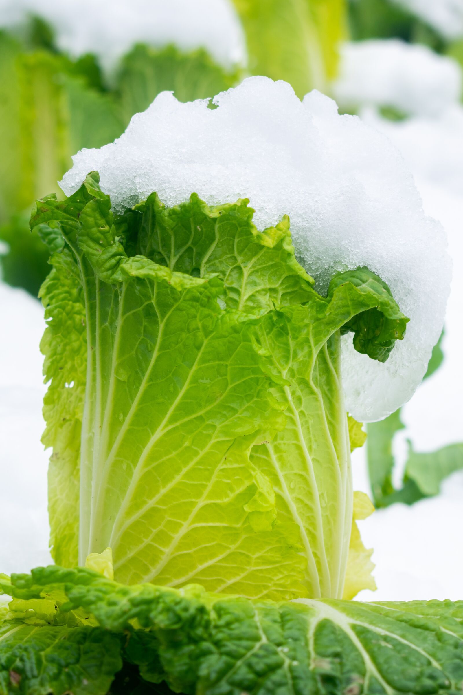 Nikon D3400 sample photo. Snow, chinese cabbage, cabbage photography