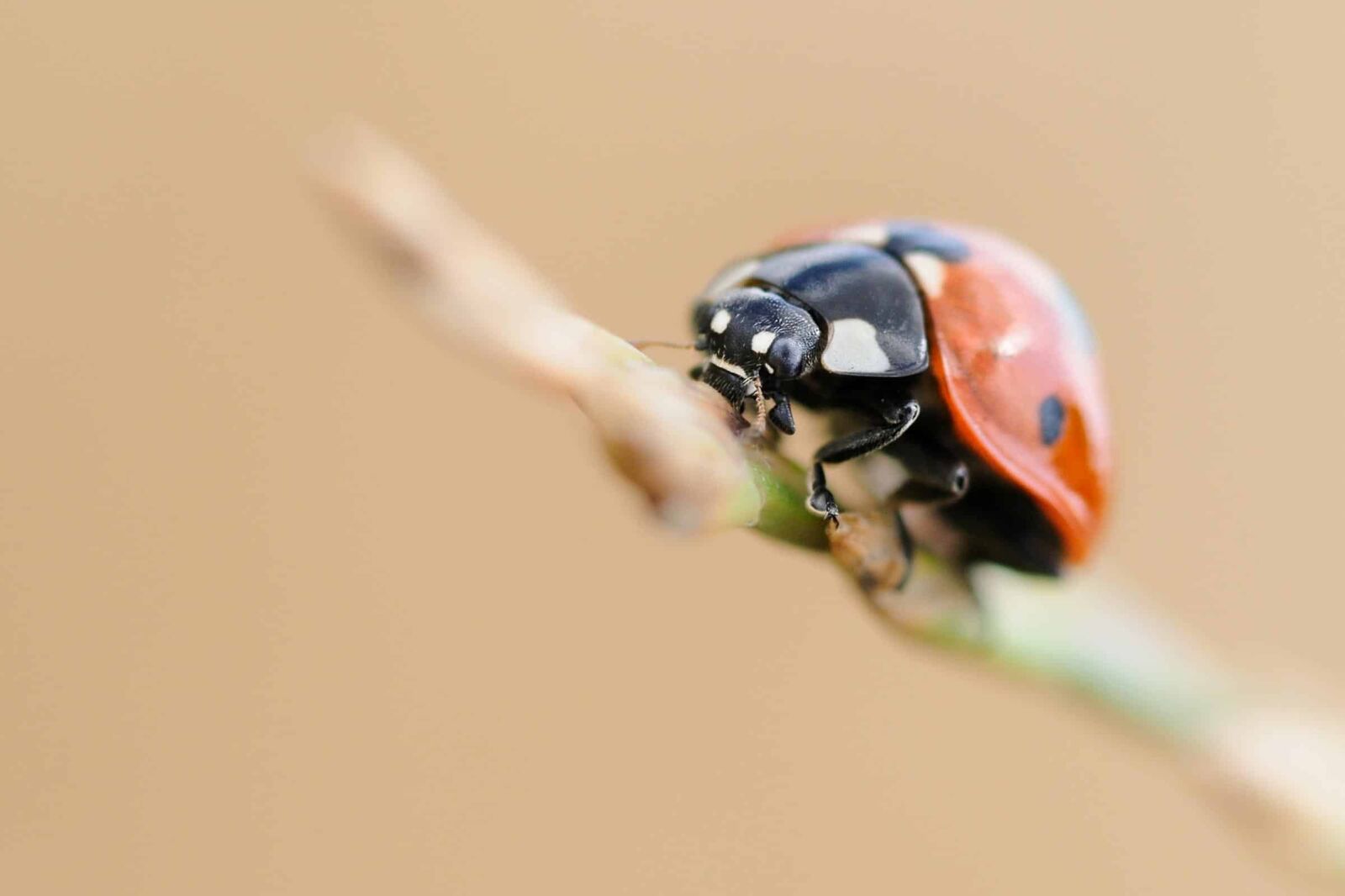 Nikon D300 sample photo. Ladybug, insect, bug, plant photography