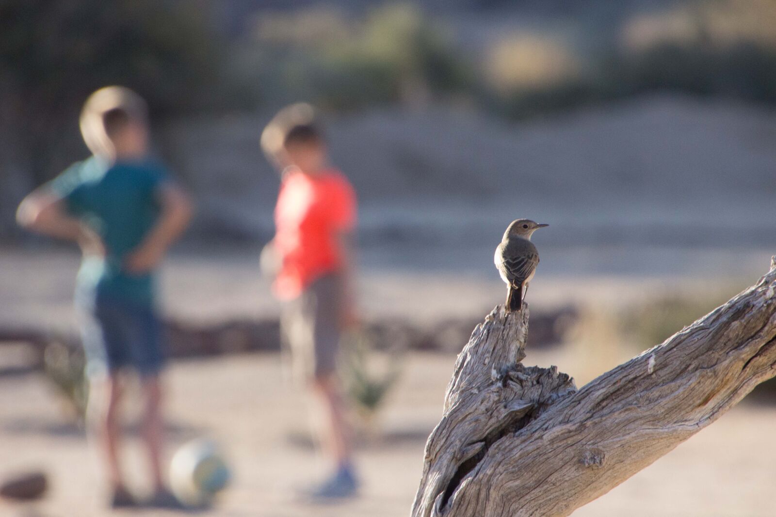 Canon EOS 600D (Rebel EOS T3i / EOS Kiss X5) sample photo. Bird, nature, children photography
