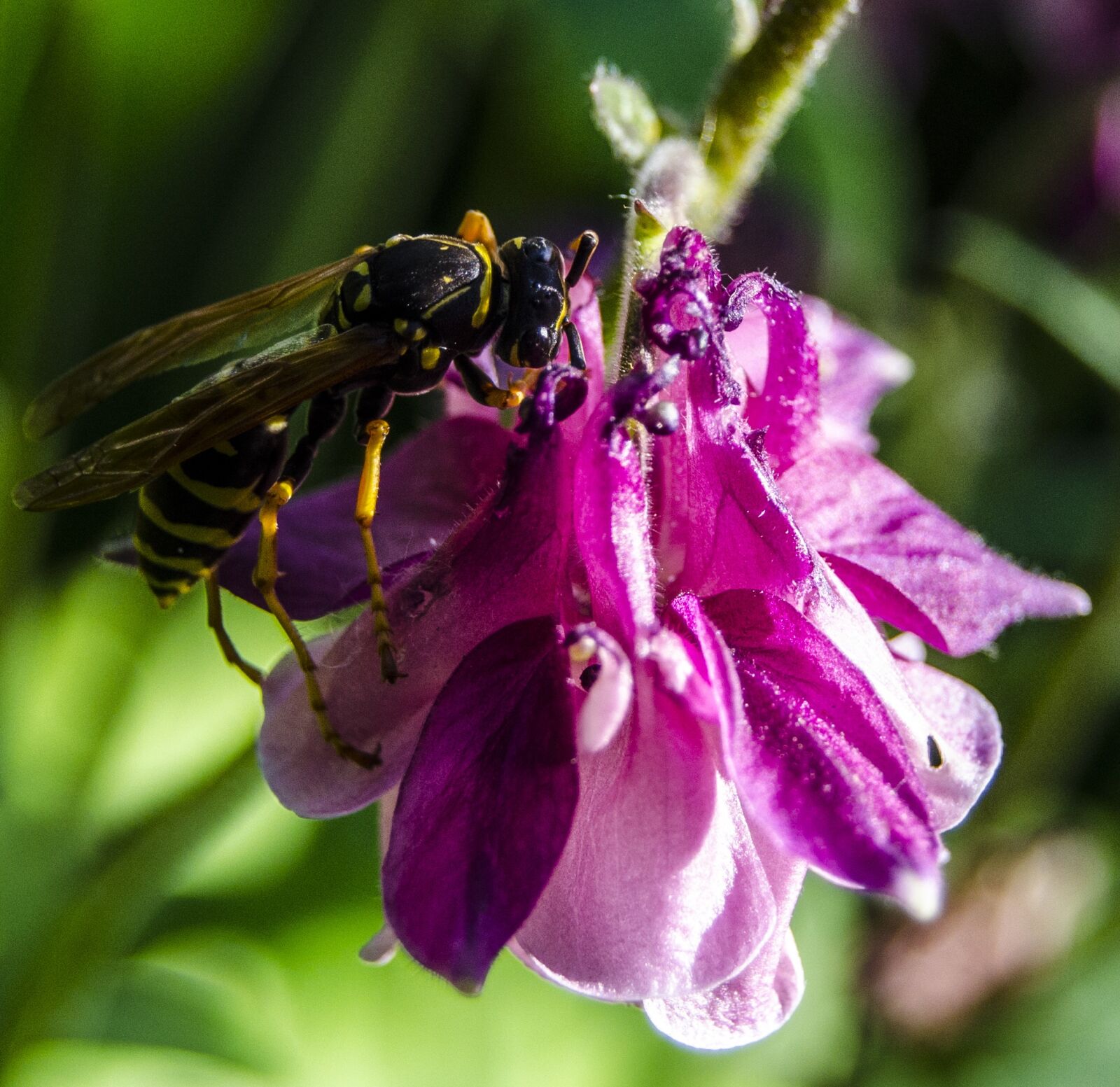 Nikon D5100 sample photo. Macro, bee, flower photography