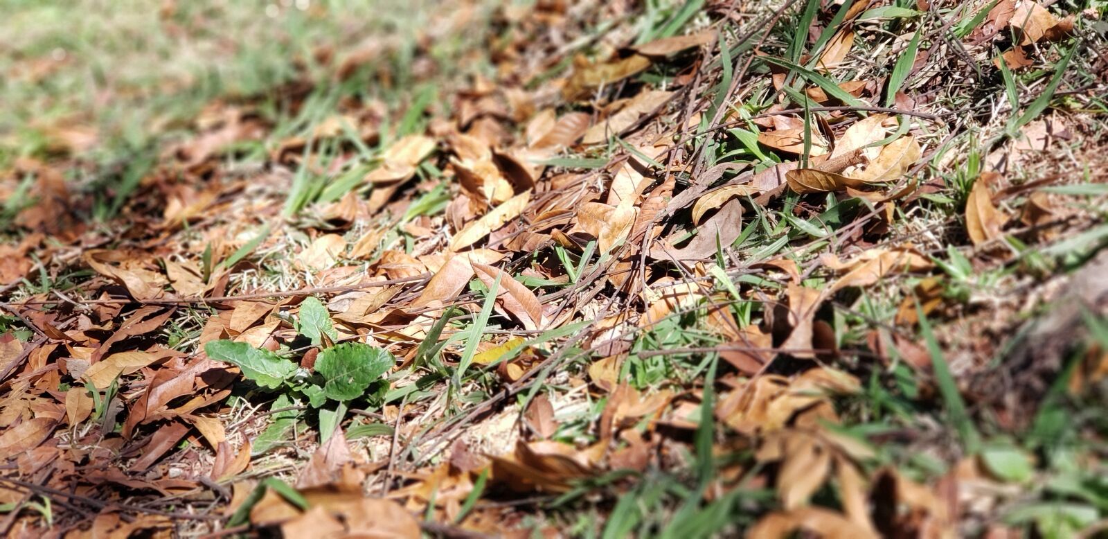 Samsung Galaxy Note9 sample photo. Ground, mato, grass photography