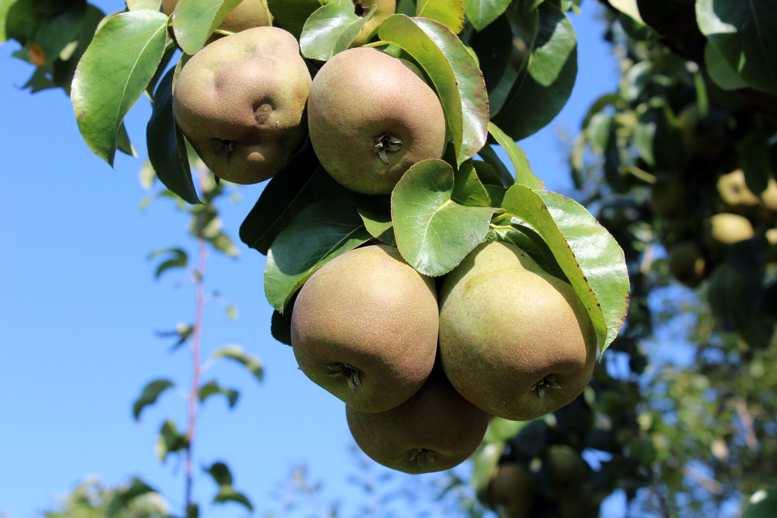 Canon EOS 1300D (EOS Rebel T6 / EOS Kiss X80) sample photo. Pears, tree, fruit photography