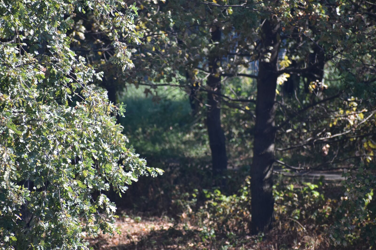 Nikon D5600 sample photo. Forest, nature, trees photography
