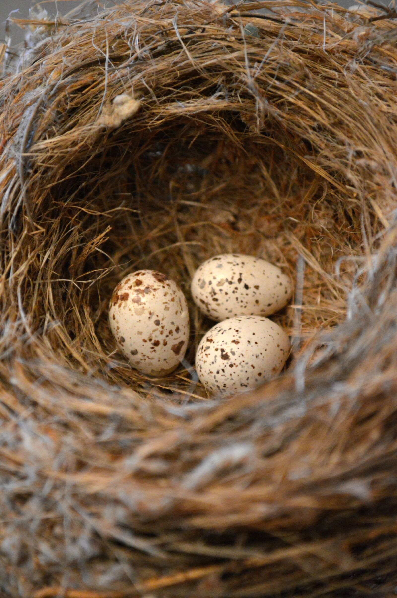 Nikon D3200 sample photo. Bird's nest, bird eggs photography