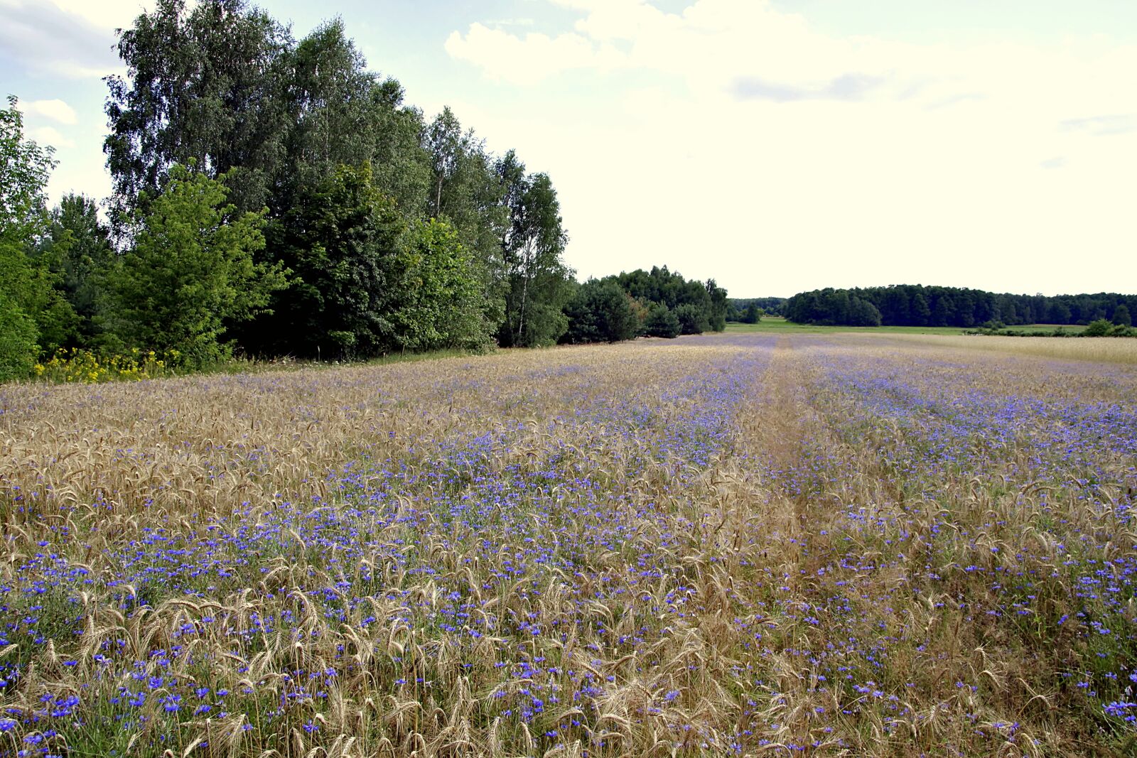 Pentax K-S2 sample photo. Cornflower, bluebottle, field photography