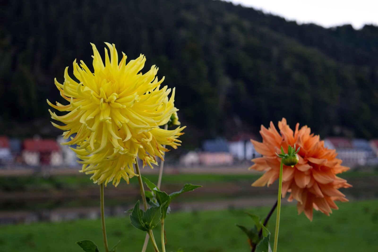 Nikon D3300 sample photo. Summer, nature, wildflower, herb photography