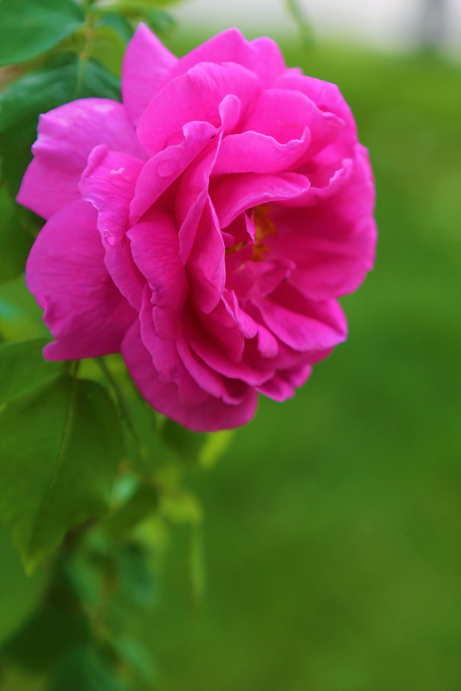 Canon EF 24-105mm F4L IS USM sample photo. Rose, spring, pink photography