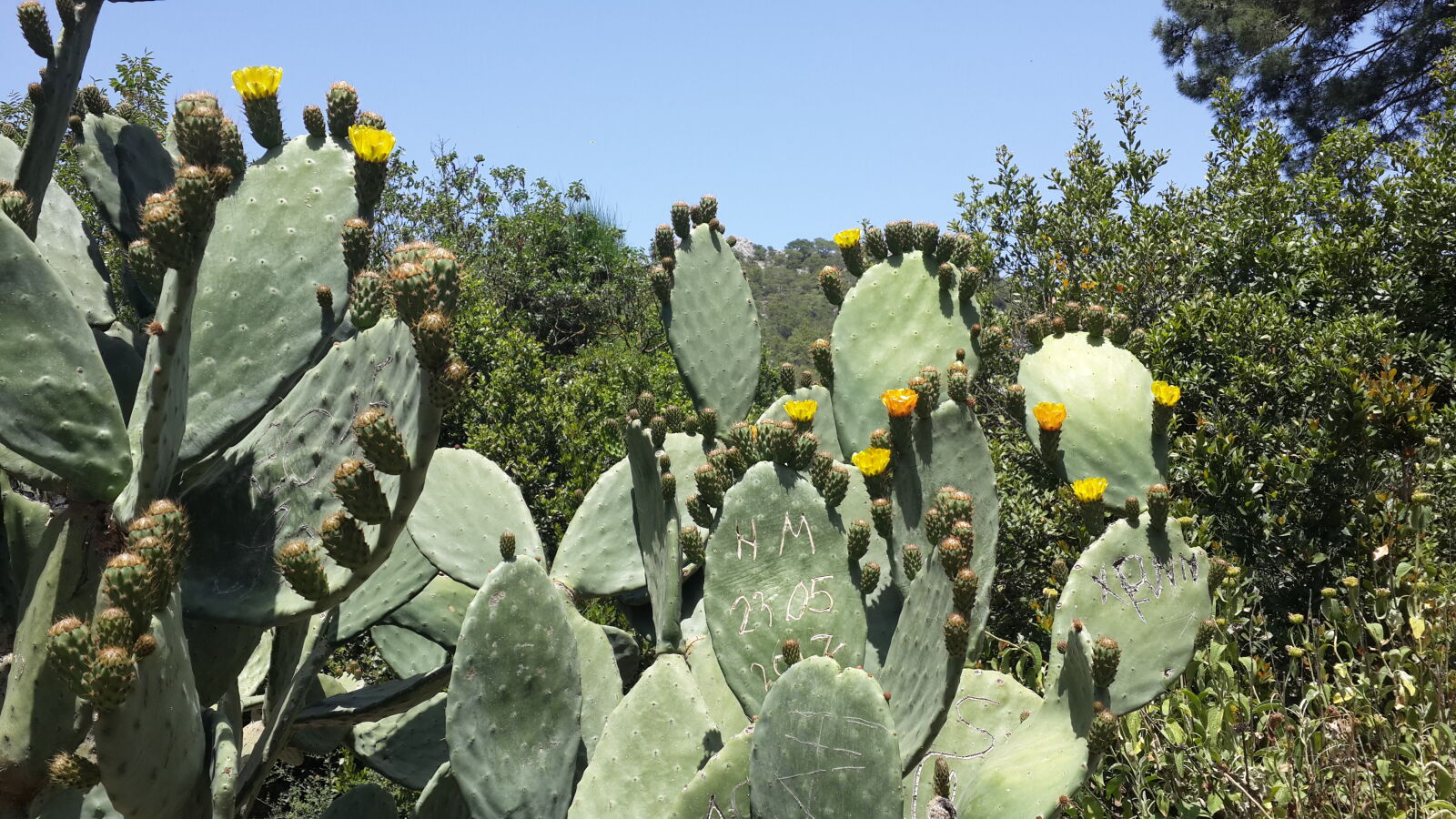 Samsung Galaxy S4 sample photo. Cactus photography