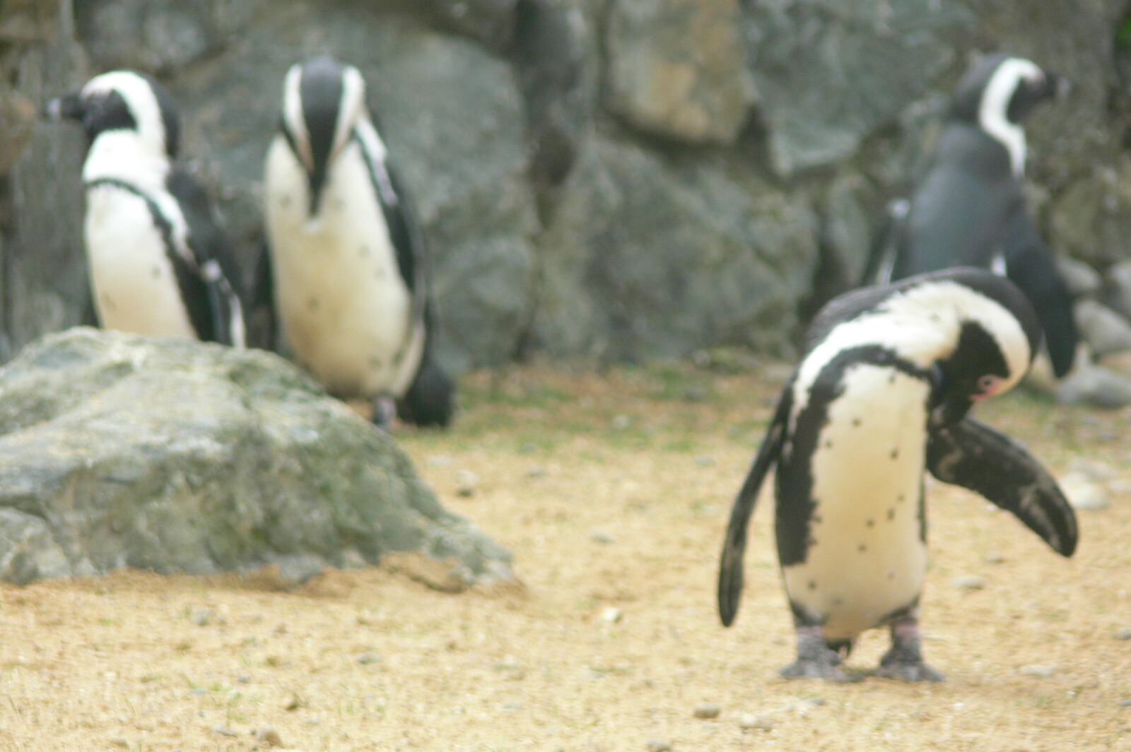 Panasonic DMC-FZ30 sample photo. Penguin, animals, wildlife photography