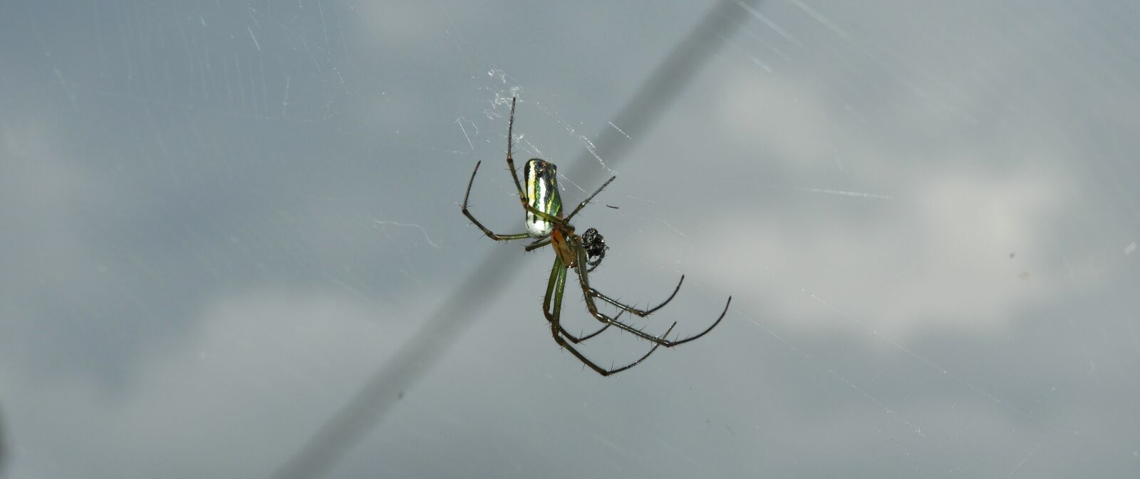 Nikon Coolpix B700 sample photo. Spider, weaver, spider hunter photography