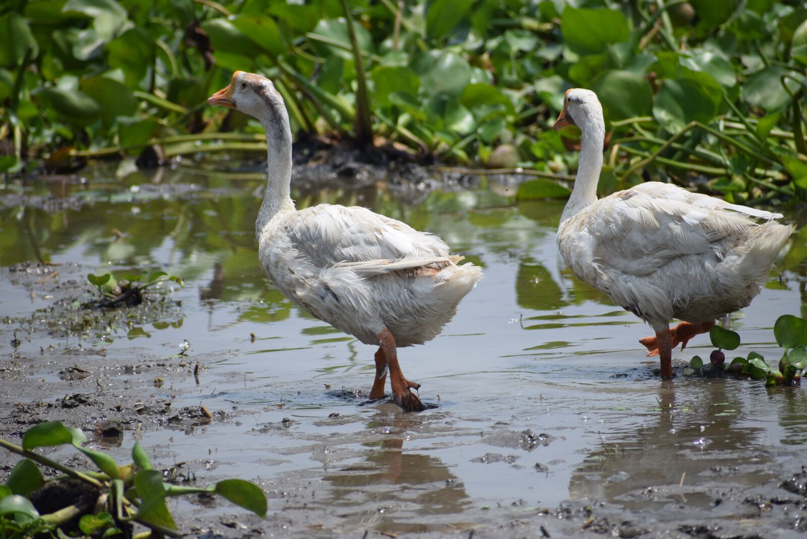 Nikon D5300 sample photo. Bird, pool, lake photography