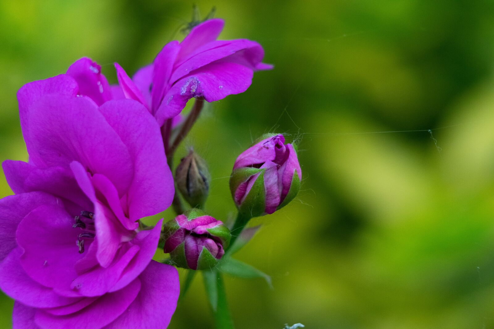 Nikon D3300 sample photo. Flower, nice, nature photography