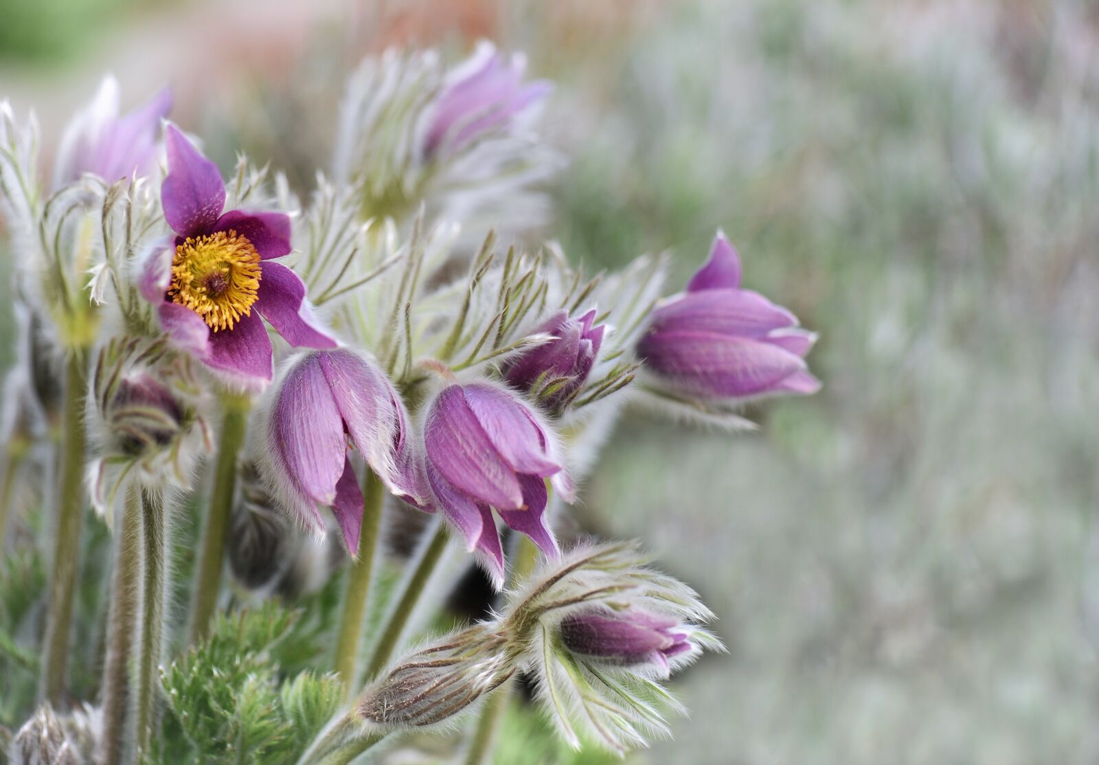 Nikon D3S sample photo. Flower, plant, nature photography