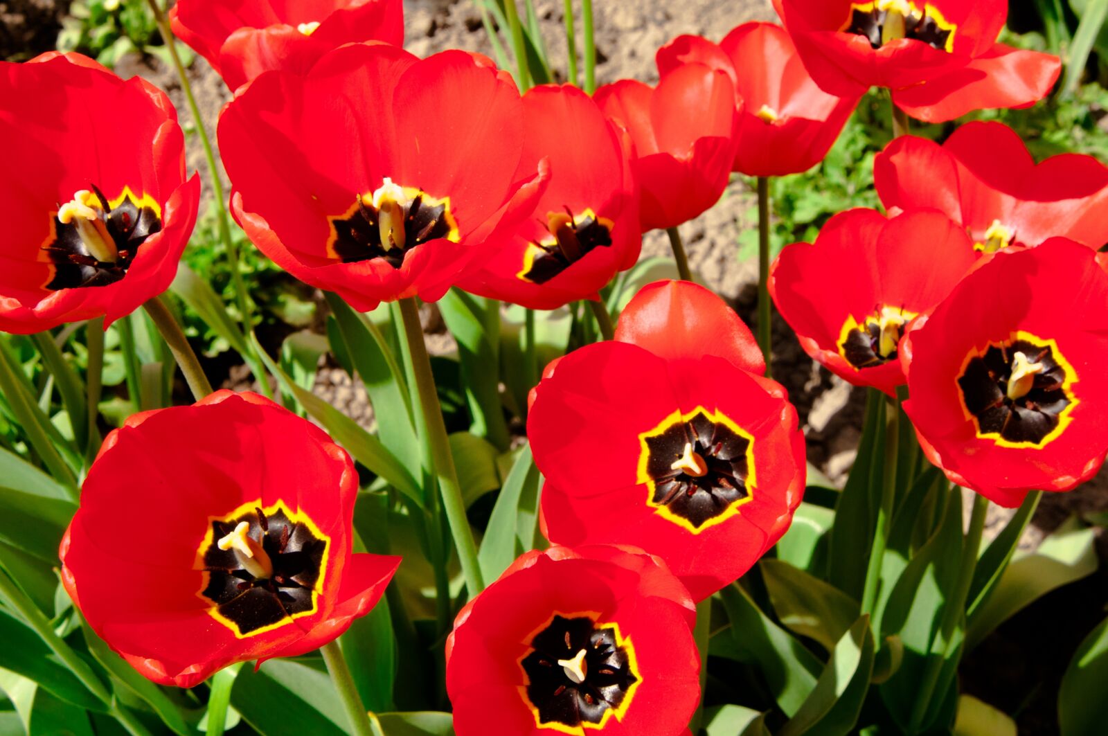 Nikon D300S sample photo. Tulips, tulip, flowers photography