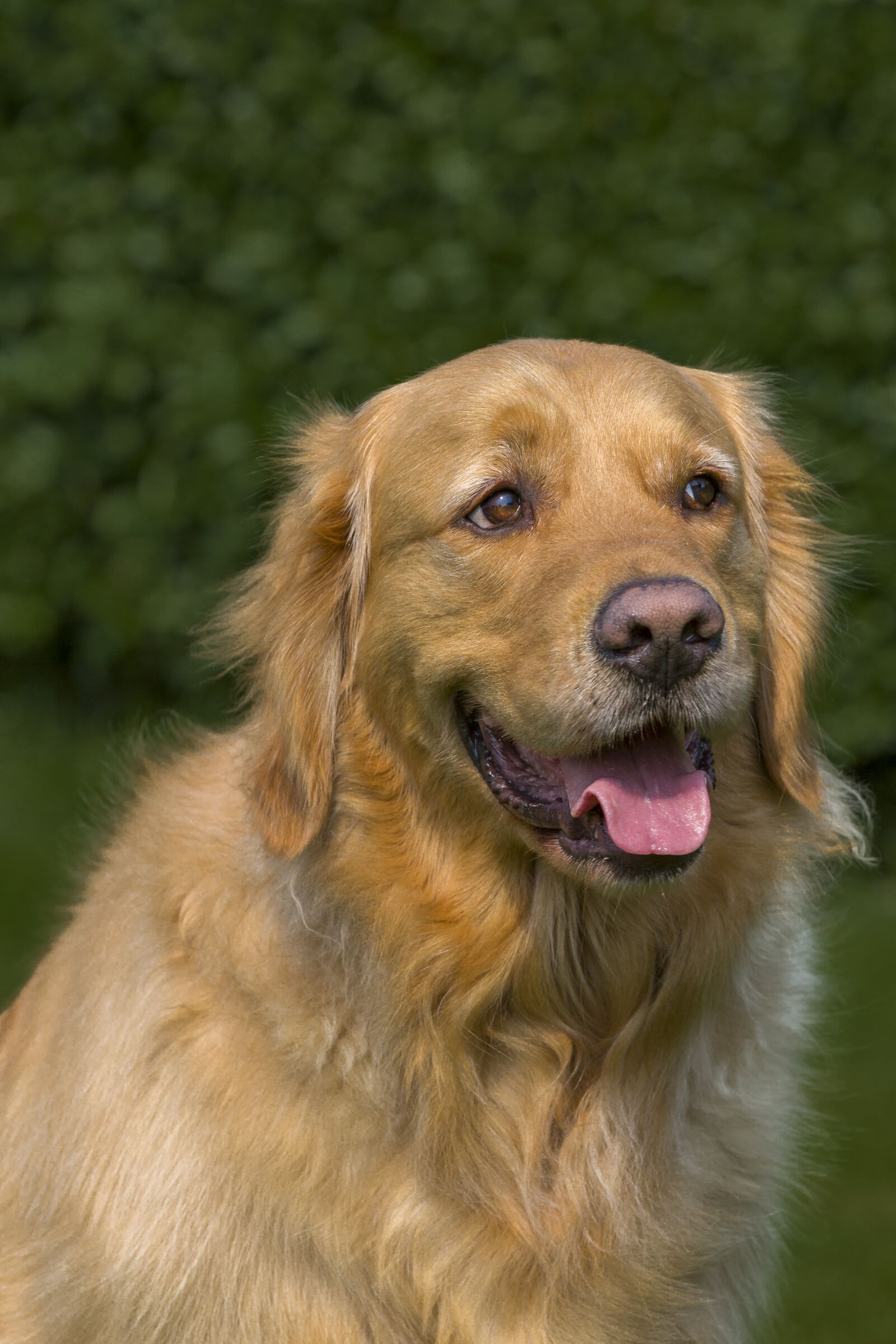Canon EOS 5D Mark III sample photo. Dog, pet, cute photography