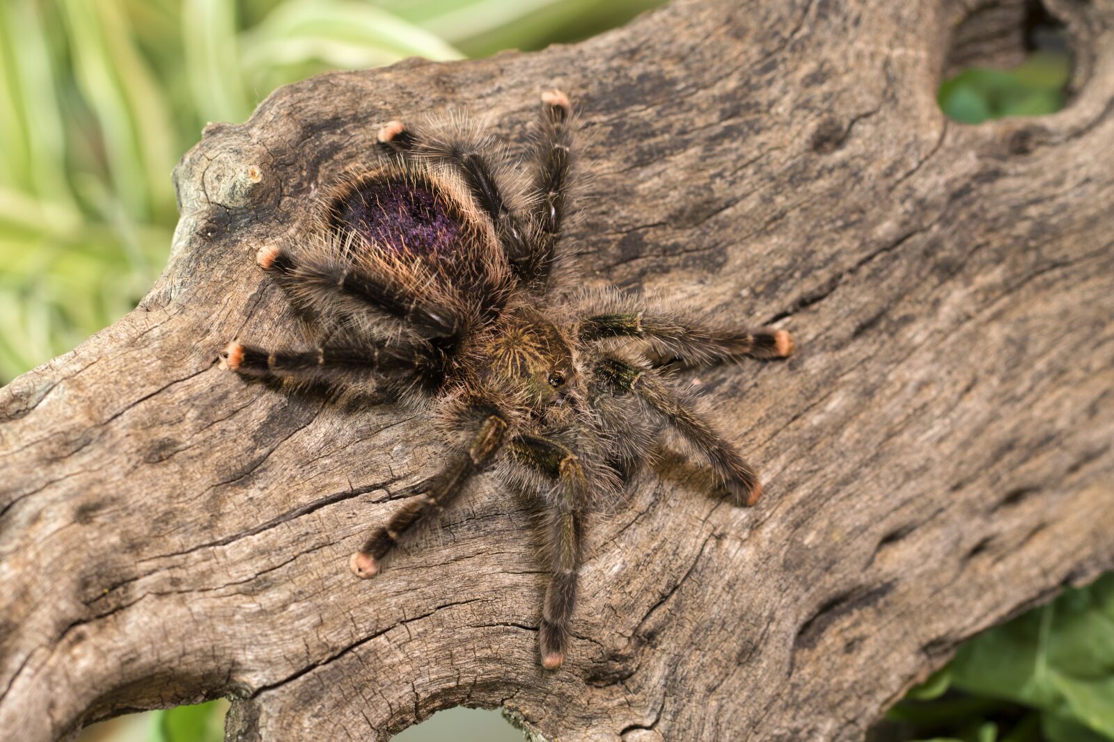 Canon EF 100mm F2.8L Macro IS USM sample photo. Tarantula, spider, creepy photography