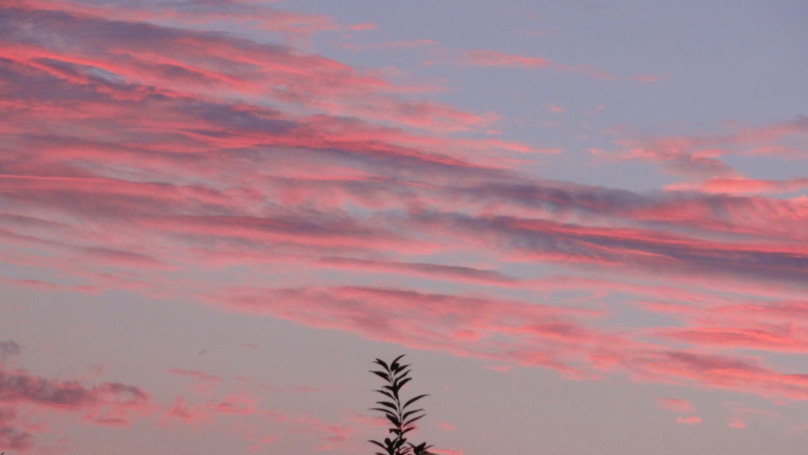 Sony DSC-HX5V sample photo. Pink, sky, nature photography