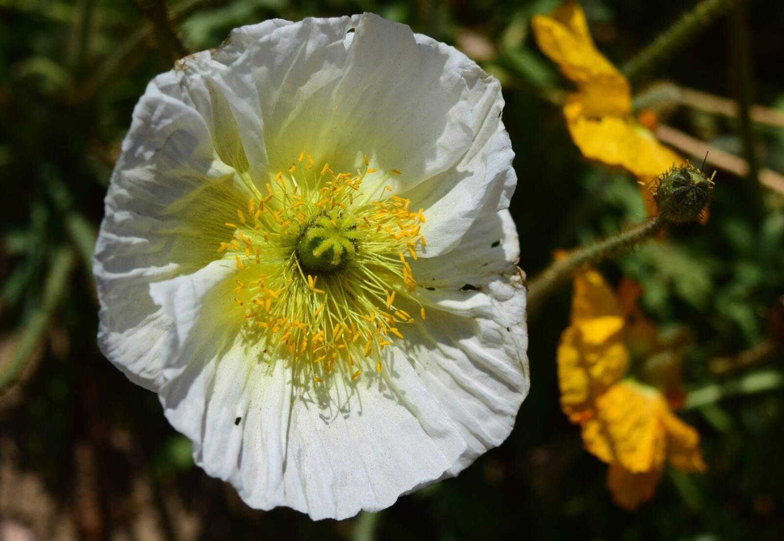 Nikon D5300 sample photo. Poppy, flower, flora photography