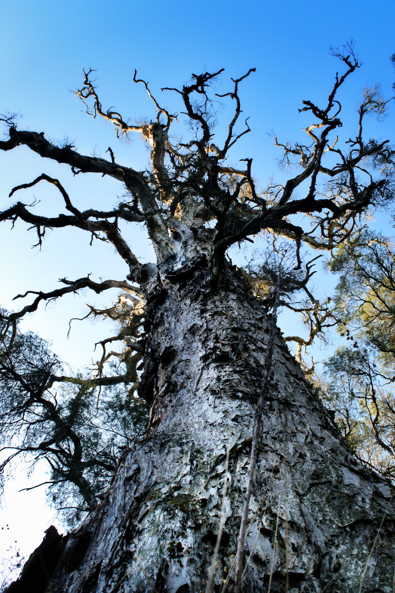 Nikon D3300 sample photo. Paperbark, tree, australia photography