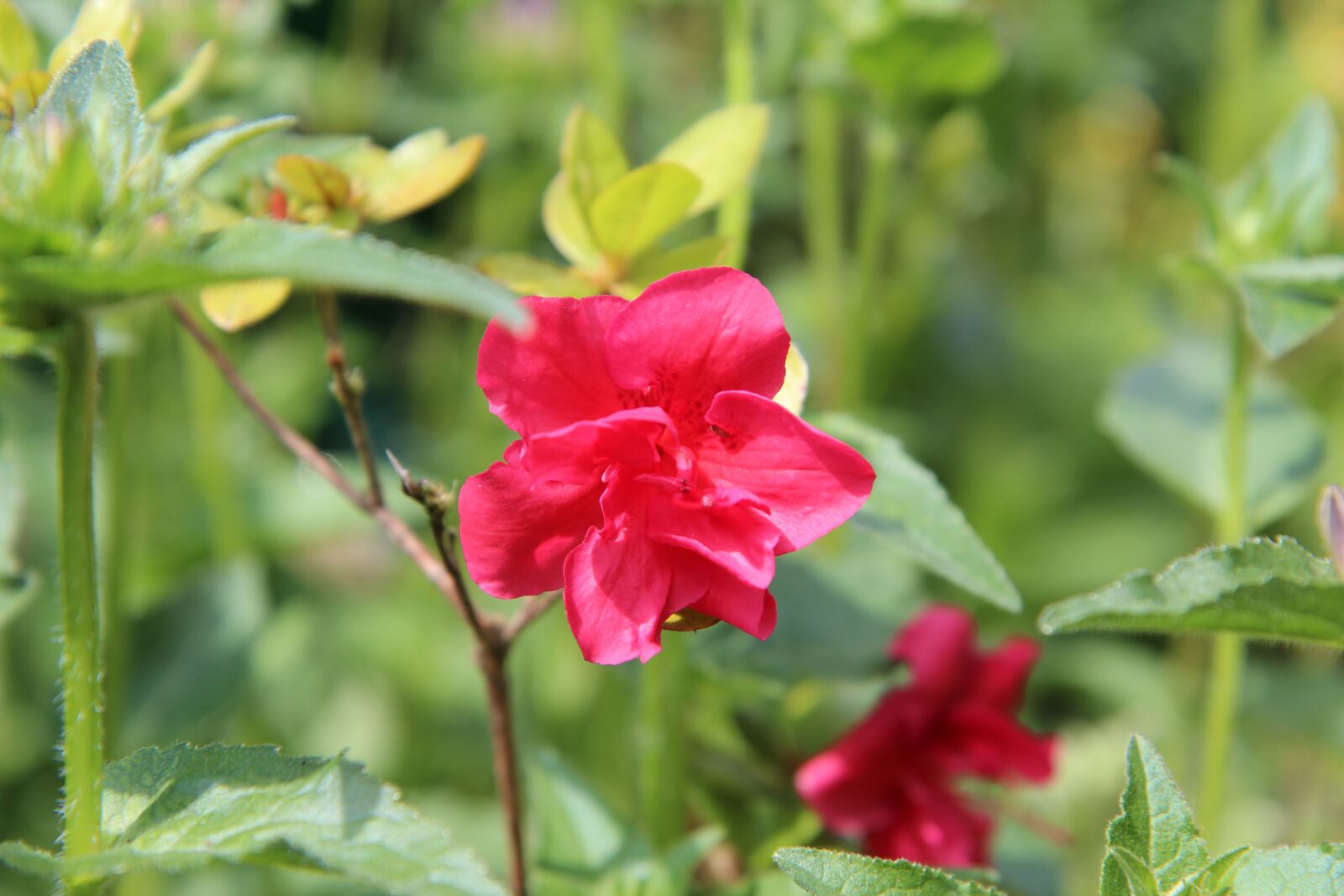 Canon EOS 600D (Rebel EOS T3i / EOS Kiss X5) sample photo. Azalea, azalea red, azalea photography