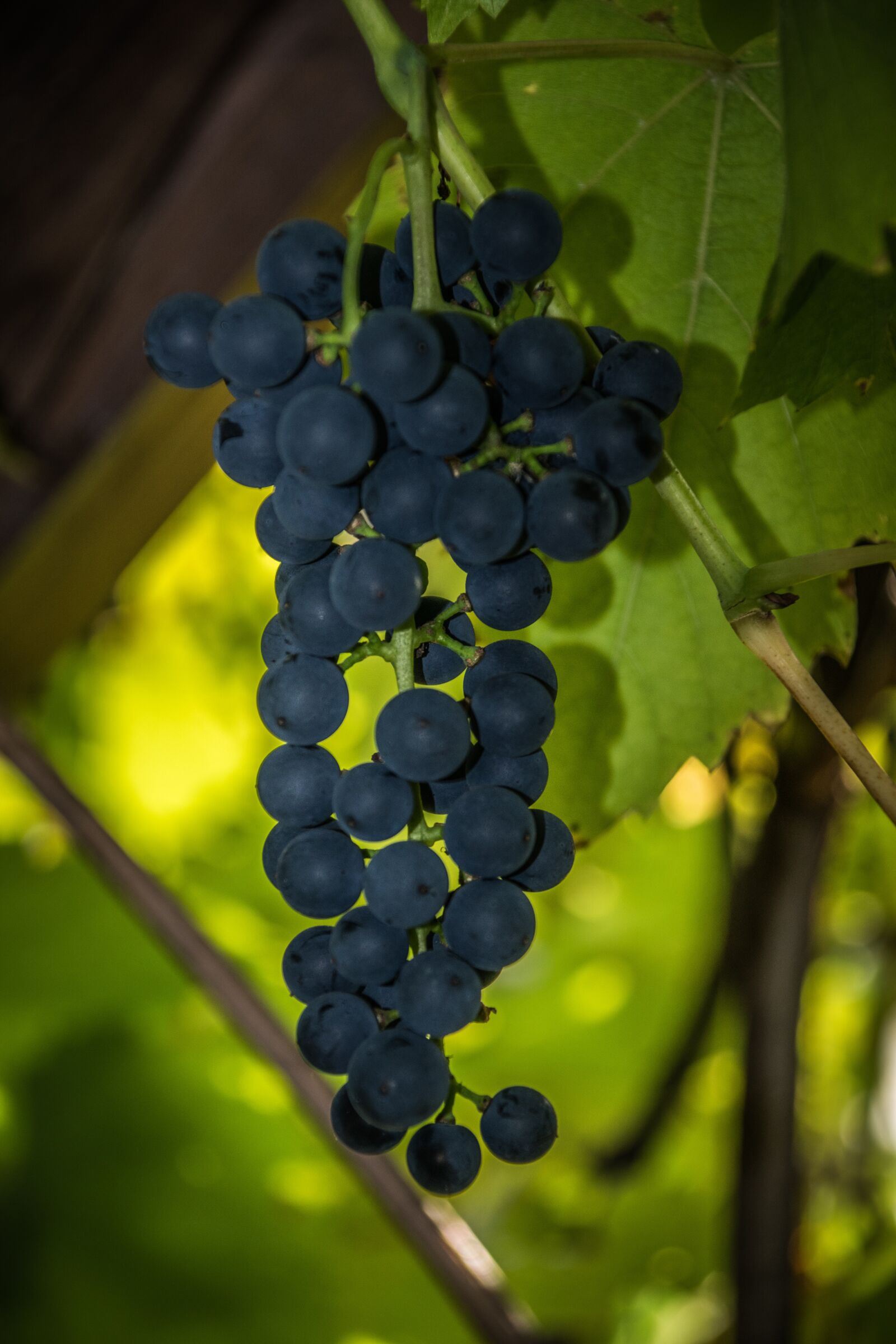 Nikon D5300 sample photo. Grapevine, green, foliage photography
